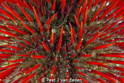 A thorny beauty
Cape Urchins can also be beautiful by Peet J Van Eeden 